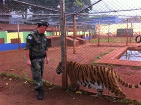 Polícia Militar, Polícia Ambiental e Ibama avaliam neste momento se tigres serão retirados do Canil Emanuel em Maringá
